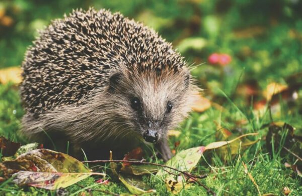 Welcome to Alderwood Gardens Hedgehog Highway Thumbnail